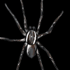/images/spider.gif